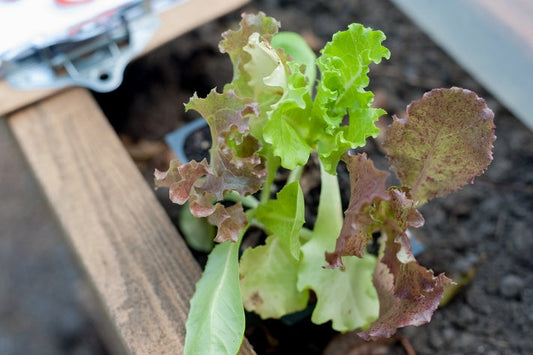 lettuce grown in organic lifestyle 