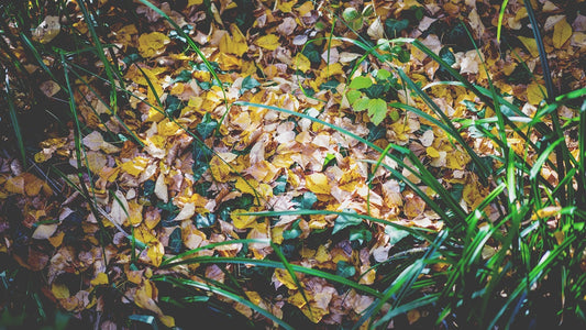 Earth Day Leaves